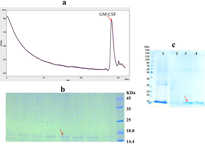 Purification of hGM-CSF (A) Gel filtration (Superdex 200) chromatogram of hGM-CSF. The arrow indicates the peak of eluted hGM-CSF. (B) The peak fractions of gel filtration (140-147 min) were analyzed by SDS-PAGE. The arrow indicates eluted hGM-CSF. (C) SDS-PAGE analysis of hGM-CSF purified using Ni-NTA column: Solubilized hGM-CSF before loading onto column (Lane 1); The fractions were folded and eluted under hybrid condition using the native elution buffer containing 100 (Lane 2), 200 (Lane 3) and 400 (Lane 4) mM imidazole