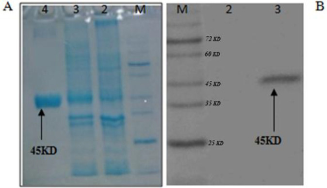 (A) Running of rCTLA4-Ig on SDS-PAGE.: M, protein ladder; lane 2, bacterial extraction before induction; lane 3, bacterial extraction after induction with IPTG; lane 4, purification of rCTLA4-Ig by Ni-NTA column. (B)Western blotting confirms the predicted molecular weight. M, prestained protein ladder; lane2, Negative control; lane 3, rCTLA4-Ig protein band