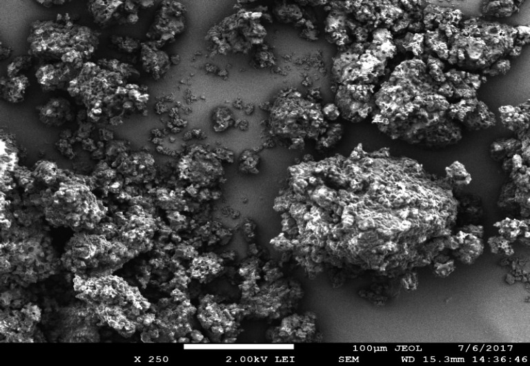 SEM of phenytoin-loaded bionanoparticles