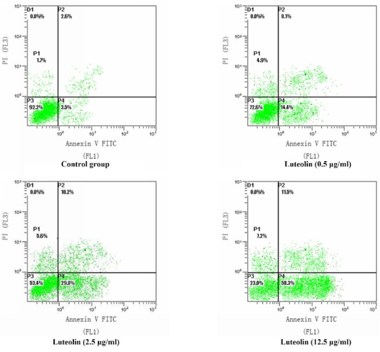 The effect of luteolin on the apoptosis of MG-63 cells by flow cytometry in control and luteolin (0.5 μg/mL, 2.5 μg/mL and 12.5 μg/mL) groups