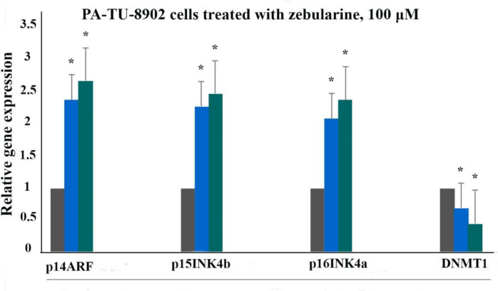 The relative expression level of p16INK4a, p14ARF, p15INK4b, and DNMT1 genes in the PA-TU-8902 cells treated with zebularine (98.82 μM) versus control groups at 24 and 48 h. The first column of each group belongs to the control group and the others belong to treated cells with the zebularine at 24 and 48 h. Asterisks (*) indicate significant differences between the treated and untreated groups