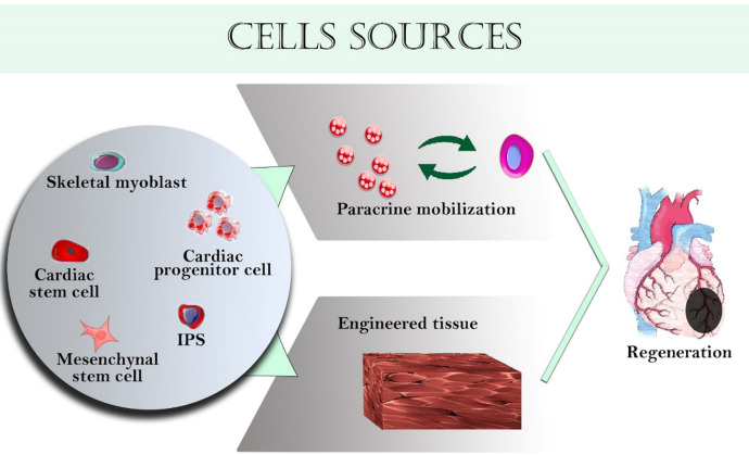 Various cells used in cardiac tissue engineering