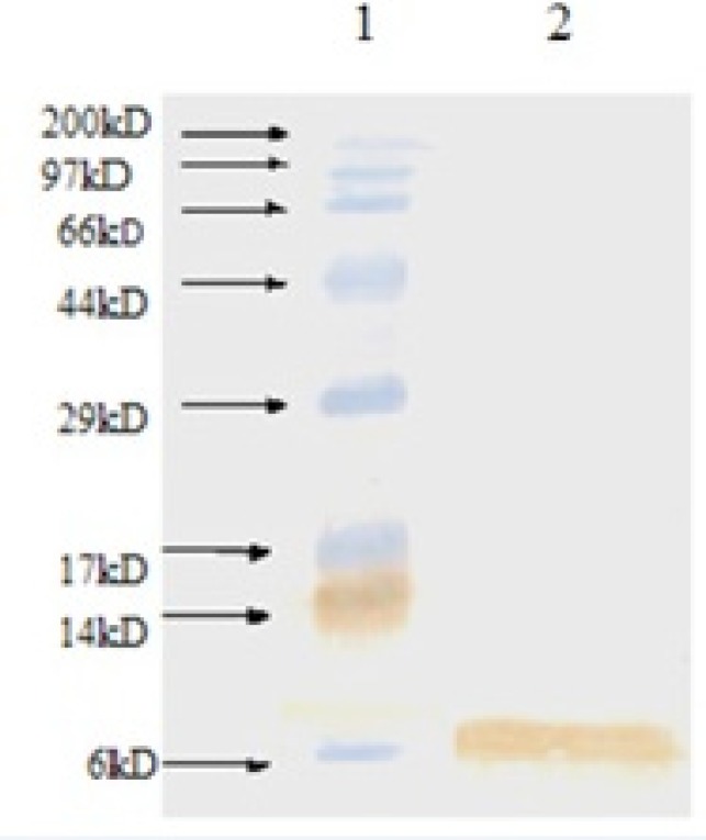 Western blot analysis of produced rhIGF-1 using anti-human IGF-1 antibody. Lane 1: Molecular weight marker, lane 2: produced rhIGF-1 in shaking flask experiment step (0.1 mM IPTG, 32 o C, TB medium).