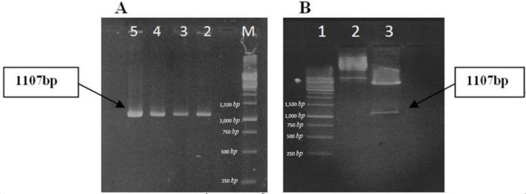 Confirmation of cloning by PCR and enzyme digestion (A) PCR reaction: M, DNA ladder (1kb); lanes 2-5, PCR product. Correct bands are revealed on gel. (B) Enzyme digestion of recombinant plasmid: lane 1, ladder; lane 2, uncut plasmids; lane 3, digested plasmids; enzyme digestion is accomplished. An 1107bp fragment is produced