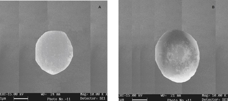 Scanning the electron micrograph of dried beads of (A) batch K4(COB formulation) and (B) batch S5 (HOB formulation)