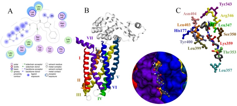 Molecular docking results (A) 2D representation and (B, C) 3D representation of docked orientations of C38472 in the binding site of glucagon receptor