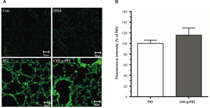 Transfection efficiency in the lung. (a). Analysis of GFP expression in the lungs of mice. Scale bar = 50 μm. (b) Data are expressed as a percentage of the fluorescence intensity as compared with the PEI group. (n = 4, mean ± SE).