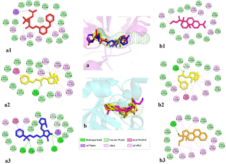 2D interactions of top three ligands of docking result. (a) Tankyrase 1 and predicted tunnel by caver and the superimpose of the top-ranked three ligands phenothrin (a1, red), bornyl trans-cinnamate (a2, yellow), and eletriptan (a3, blue); (b) Tankyrase 2 and predicted tunnel by caver and the superimpose of the top-ranked three ligands ethyl rosinate (b1, pink) bornyl trans-cinnamate (b2, yellow), and allylestrenol (b3, orange)
