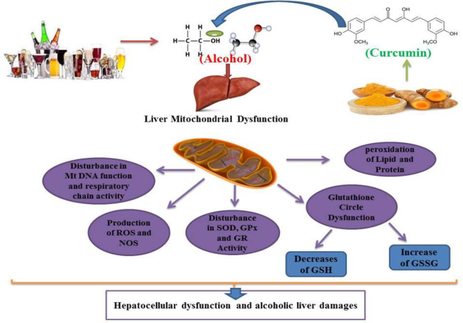 Curcumin can modulate alcohol-induced hepatocellular mitochondrial dysfunction, reduce or inhibit alcohol-induced lipid peroxidation, glutathione circulatory dysfunction, antioxidant enzyme (SOD, GPx and GR) activity dysfunction, and also inhibit alcohol-induced ROS and NOS formation. Curcumin attenuates alcohol sequels on mitochondrial respiratory chain and Mt DNA performances. GSH: Glutathione, GSSG: Glutathione disulfide, SOD: Superoxide Dismutase, GPx: Glutathione Peroxidase, GR: Glutathione Reductase, ROS: Reactive Oxygen Species. NOS: Nitrogen Oxygen Species. Mt DNA: mitochondrial DNA