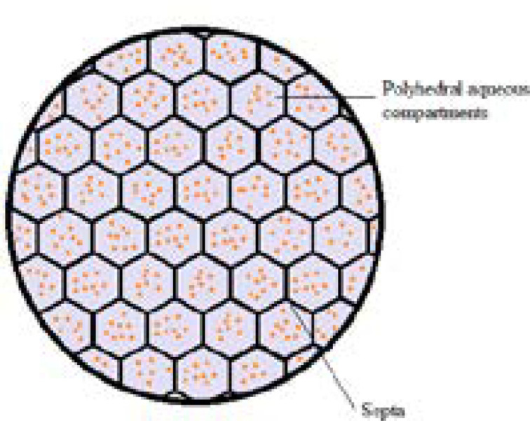 Schematic representation of multivesicular liposome (MVL). Hundreds of discontinuous polyhedral aqueous chambers are separated one each other by the continuous network of lipid bi-layer septa