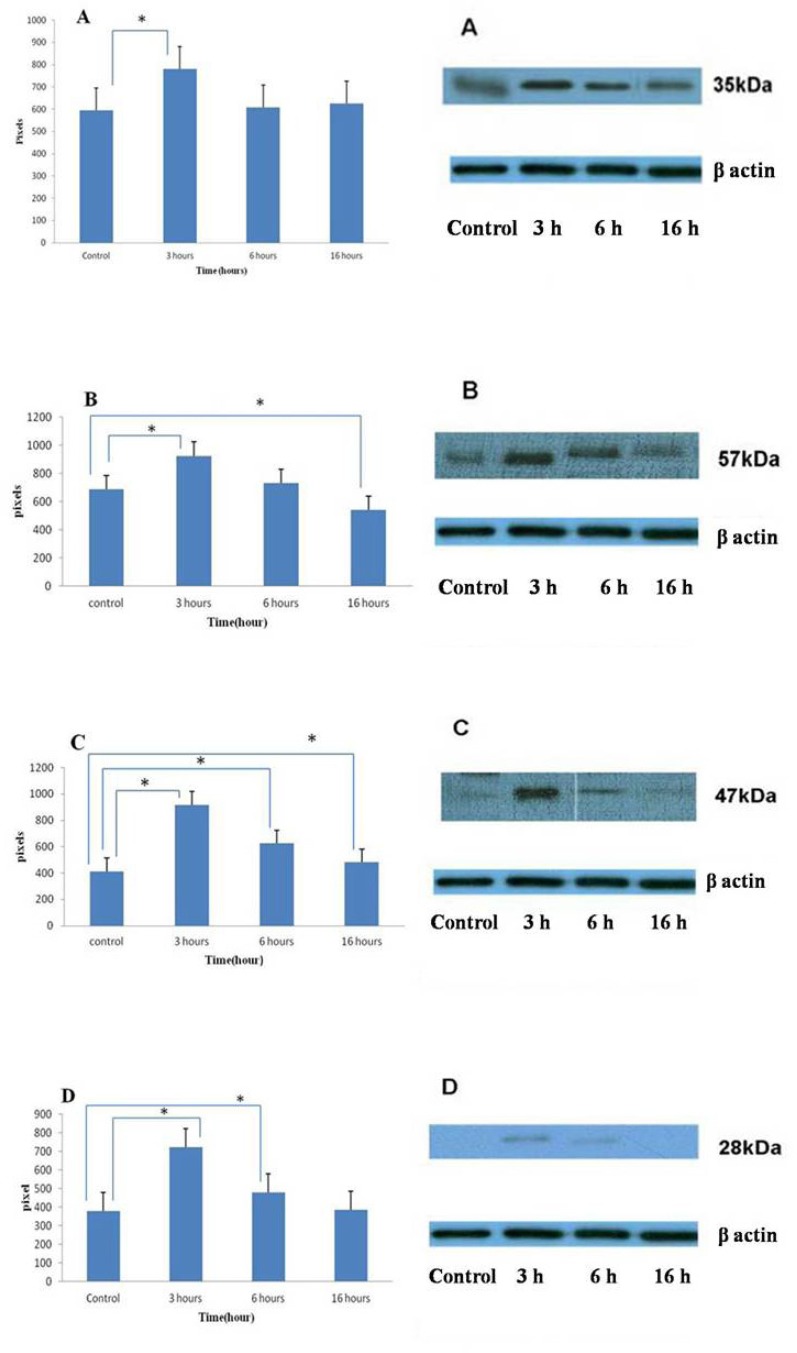 Changing in protein expression by umbelliprenin (50 μM) on Jurkat cells after 3, 6, 16 h of incubation. Umbelliprenin activates the production of procaspase-3 (A), -8 (B), -9 (C) and Bcl-2 (D) at 3 h and decreases them after that time. β-actin was used as a loading control. The ratio of each protein to β-actin was calculated each time and showed as column chart. Data are shown as mean ± standard deviation. *p < 0.05 in compared columns are based on Tukey tests in ANOVA analysis