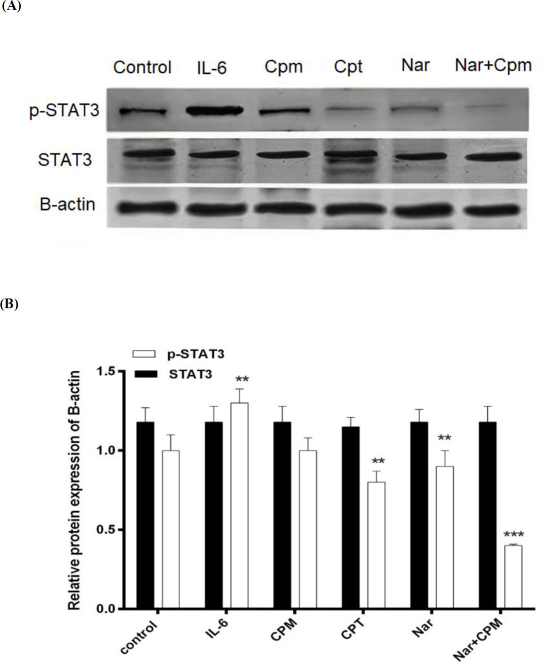 Phosphorylation status of STAT3 subsequent to treatment of cells with Cryptotanshinone, Naringenin alone or in combination with Cyclophosphamide in (A) a representative blot and (B) its densitometric analysis. Untreated cells, were employed as negative control, treatment with IL-6 served as positive control, and B-actin protein level was used as the normalizer