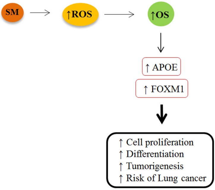 Increased expression of FOXM1 and APOE genes is likely linked to overproduction of ROS and OS in mustard lungs that may increase risk of lung cancer among these patients. SM: sulfur mustard; ROS: reactive oxygen species; OS: oxidative stress; APOE: apolipoprotein E; FOXM1: Forkhead box M1
