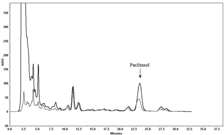 Analytical HPLC chromatogram illustrating using celite as absorbent. Paclitaxel and 10-DAB III were detected both in absorbent (black) and the medium (gray). Separation conditions involved a mobile phase composition of water: acetonitrile (55:45). The flow rate was 1.0 mL/min, with an injection volume of 20 µL. Detected at 230 nm