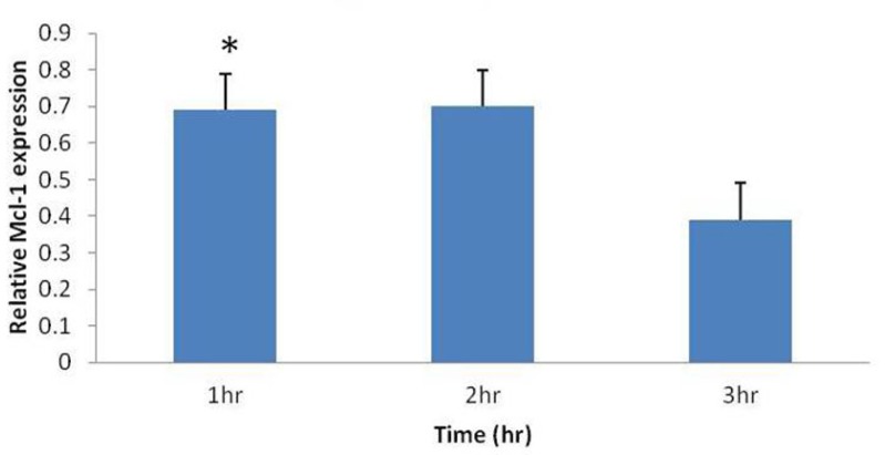 Increase in relative Mcl-1 mRNA expression (Mcl-1 expression Treat/ Mcl-1 expression Control), by umbelliprenin (50 µM) on jurkat cells after 1, 2, 3 hours incubation. Mcl-1 levels were normalized to β actin. Only after 1 hour incubation this increase was significant (*P= 0.026).