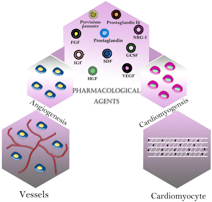 Pharmacological agents in cardiac tissue engineering