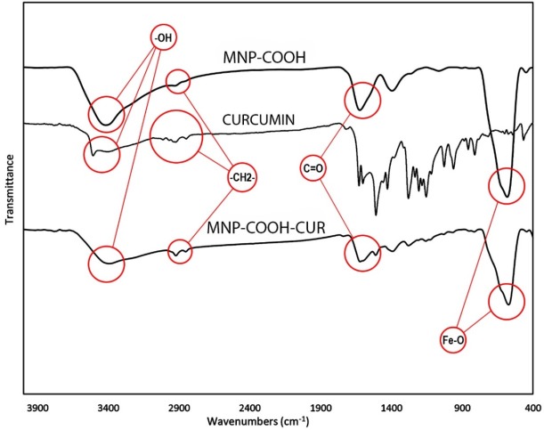 Characterization of MNP-COOH, Curcumin and MNP-COOH-CUR with FTIR spectra. Characteristic adsorption bonds are marked on the Figure