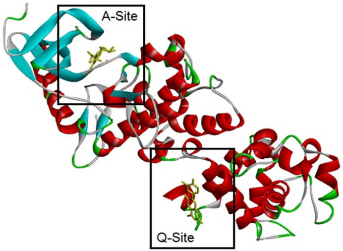 IRE1 target enzyme complexed adenosine diphosphate (ADP) and Quercetin (QUE). 3LJ0 PDB structure of with IRE1 complexed adenosine diphosphate (ADP) and Quercetin (QUE) was obtained from Protein Data Bank (id: 3LJ0) and it was prepared as target for MDs by eliminating ADP, and QUE