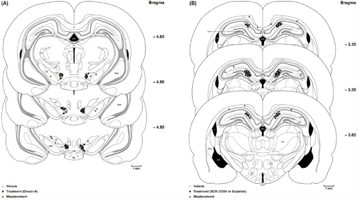 (A) Coronal schematic sections show the microinjection sites in the ventral tegmentum areas (○ Vehicle (DMSO); ● Orexin A microinjection; ▲ Misplacement). D3V: Dorsal 3rd ventricle; cc: Corpus callosum; fr: Fasciculus retroflexus; str: superior thalamic radiation; PC: Paracentral thalamic nucleus; 3V: 3rd ventricle; ml: medial lemniscus; ML: medial mammillary nu, lateral; SuM: Supra mamillary; PBP: Parabrachial pigmented nucleus; SNR: Substantia nigra, reticular part. (B) Coronal schematic sections show the microinjection sites in the hippocampus CA1 (○ Vehicle (saline); ● SCH 23390 or Sulpiride microinjection; ▲ Misplacement). DG: Dentate gyrus; CA2: Field of CA2 of the hippocampus; CA3: Field of CA3 of the hippocampus; MoDG: Molecular layer dentate gyrus; D3V: Dorsal 3rd ventricle; cc, Corpus callosum; LV: Lateral ventricle; 3V: 3rd ventricle; Slu: Stratum lucidum. hyppocampus; Po: Post thalamic nuclear group; f: Fornix; mt: mammillothalamic tract