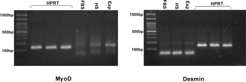 Gel of PCR reaction products of the myogenic markers myoD and desmin in control group (FBS), horse serum group (HS), induction media with dexamethasone (Exp).Expression of desmin and myoD in treated cells after 16 days apparently increased when compared with control group and it is weak in HS group. HPRT was used as the housekeeping gene control. PCR size marker is shown at the left of each panel. Arrows indicate 100 bp (lower) and 500 bp (upper) molecular weight marker bands