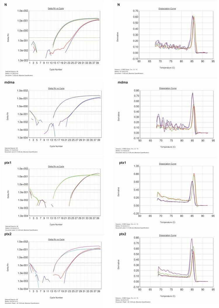 Amplification and melting curve analysis of real-time PCR for bcl-2andGAPDH genes. N: normal group, MDMA: sham group, PTX1: experimental 1, PTX2: experimental 2