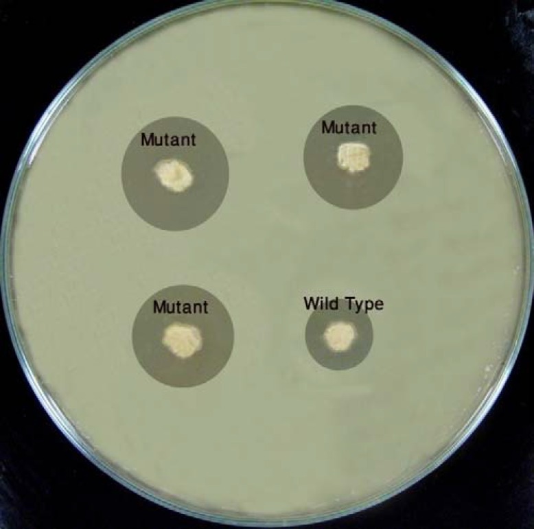 The developed bioassay plates used in this study
