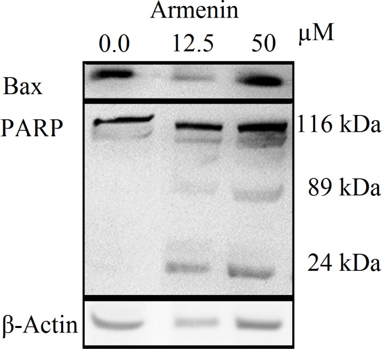 Proteolytic cleavage of poly (ADP-ribose) polymerase (PARP) in K562 cells after 48 h exposure to armenin (0.0, 12.5 and 50 µM). β-Actin was used as a loading