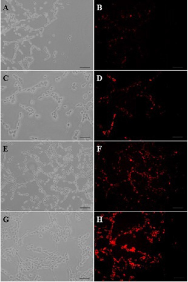 The fluorescent images of PAMAM–PEG–SRL/ EMA-labeled DNA cellular internalization. Concentration of PAMAM of samples was increased from 50 μg/ml (A, B) to 250 μg/ml (G, H). Bar: 50μm