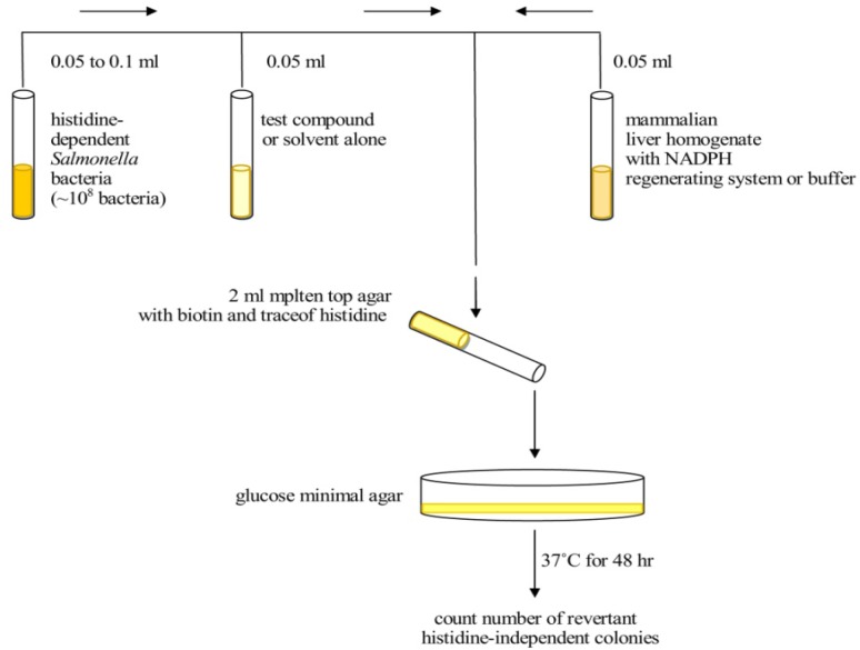 Diagram depicting the steps involved in the plate incorporation assay (9).