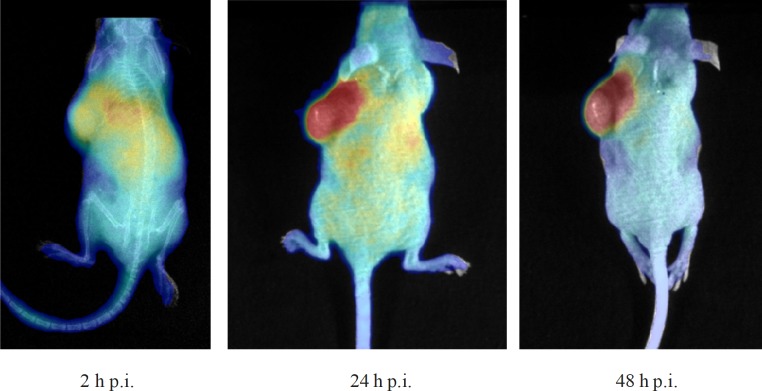 In-vivo Cerenkov optical imaging of mouse bearing a Raji xenograft following injection of 90Y-DOTA (SCN)-Rituximab (10 µg, 0.7 GBq/mg) at 2, 24 and 48 h after i.v. injection