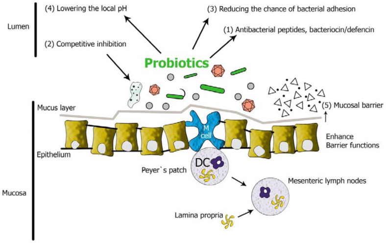Inhibition of pathogenic bacteria and increased intestinal protection by probiotics; General pattern of interference between probiotics and intestinal mucosa (3)