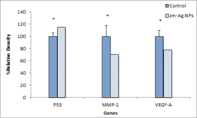 Scanning densitometry of semi-quantitative RT-PCR products for P53 gene matrix metalloproteinase MMP-9 and VEGF-A (p > 0.05). Data are presented as mean (±S.D