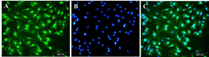 Immunocytoflouresent of Sertoli cells against anti GATA4 demonstrates testis-derived cells are Sertoli cells. (A) anti-GATA4-stained Sertoli cells are in green; (B) Blue nuclei staining with Hoechst; (C) Merge of two pictures