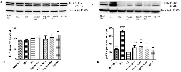Effect of morphine and topiramate on the protein expression of ERK and p-ERK in hippocampus following morphine-induced CPP in rat. (A and C) Specific bonds of ERK and p-ERK proteins according to western blot analysis. (B and D) Densitometric data of protein analysis. Data are expressed as the mean ± SEM of 4 separate experiments. ANOVA and Tukey-Kramer post-test were used for statistical analysis. ###p < 0.001 vs. NS, **p < 0.01 and ***p < 0.001 vs. Mor. NS: Normal saline; Mor: Morphine; Top: Topiramate; Mem: Memantine