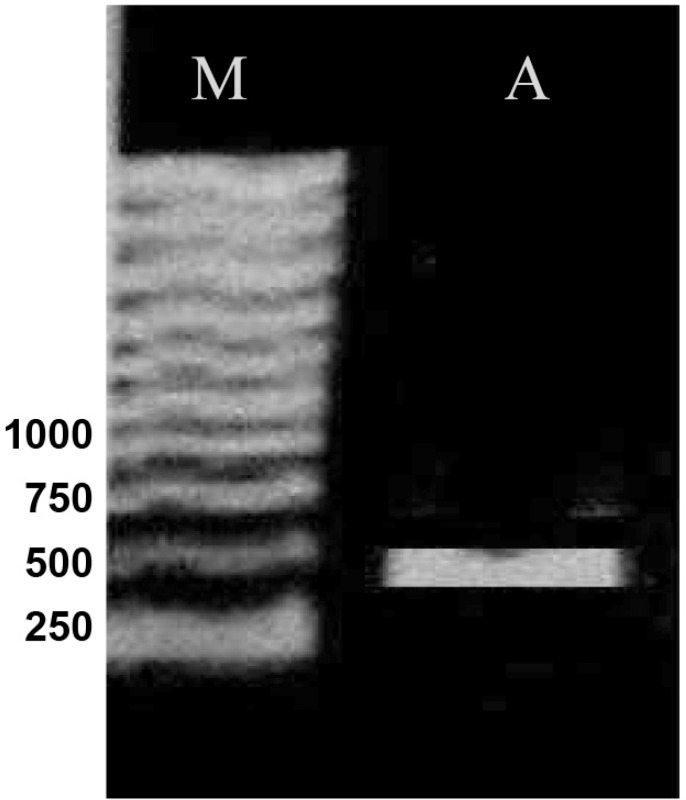 Gel analysis of PCR product. Lanes M and A contain 1 kb DNA ladder marker and PCR product, respectively