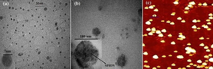 TEM and AFMimages of nanoparticles. (a) TEM image of SPIO nanoparticles, (b) TEM image of PLGA-SPION-Gem nanoparticles, (c) AFM image of PLGA-SPION-Gem nanoparticles (24).