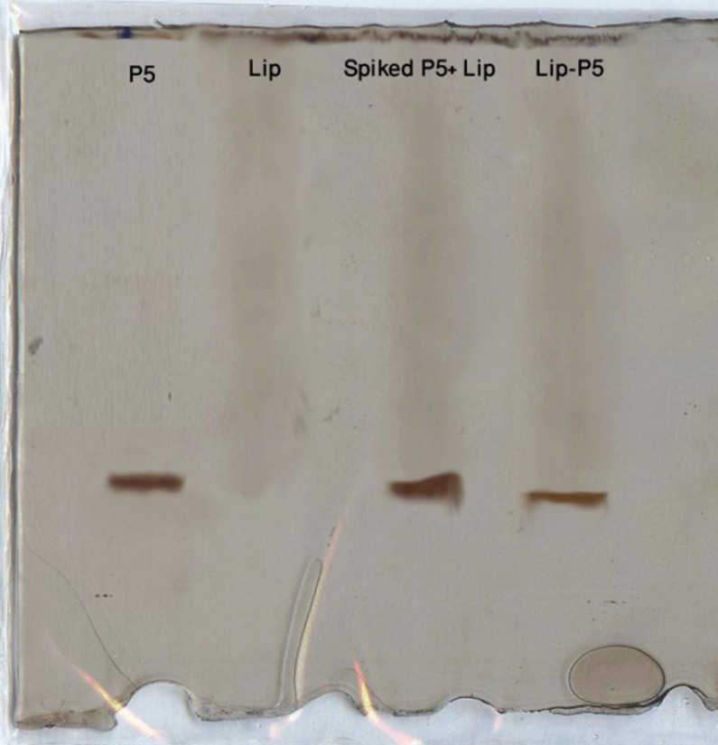 SDS-PAGE analysis of P5 peptide, empty liposome and liposome spiked with P5 and purified Lip-P5