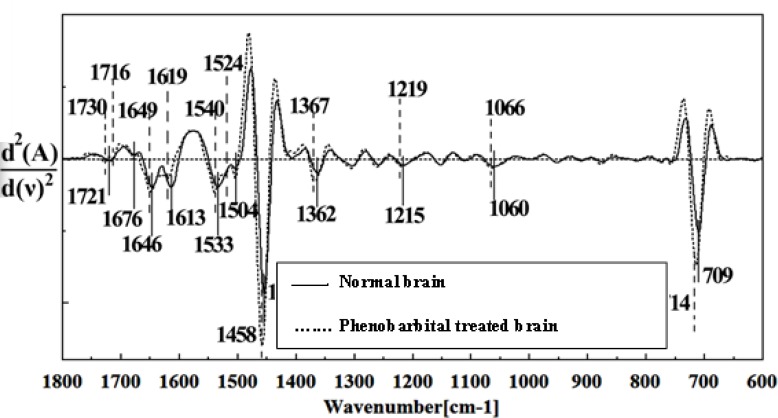 Second derivative of mean FTIR spectra of normal (solid line) and Phenobarbital- treated (dot line) brain sections in the 1800–600 cm-1 wave number region.