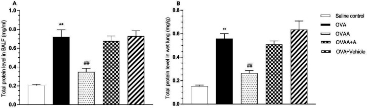Effect of CB2 agonist on OVA-induced asthma in total protein in BALF (A) and lung (B) of rats. Data are expressed as mean ± S.E.M. (n = 6) and one-way ANOVA followed by Tukey’s multiple range test. **p <0.001 as compared to saline control group, ##p < 0.001 as compared to OVA group