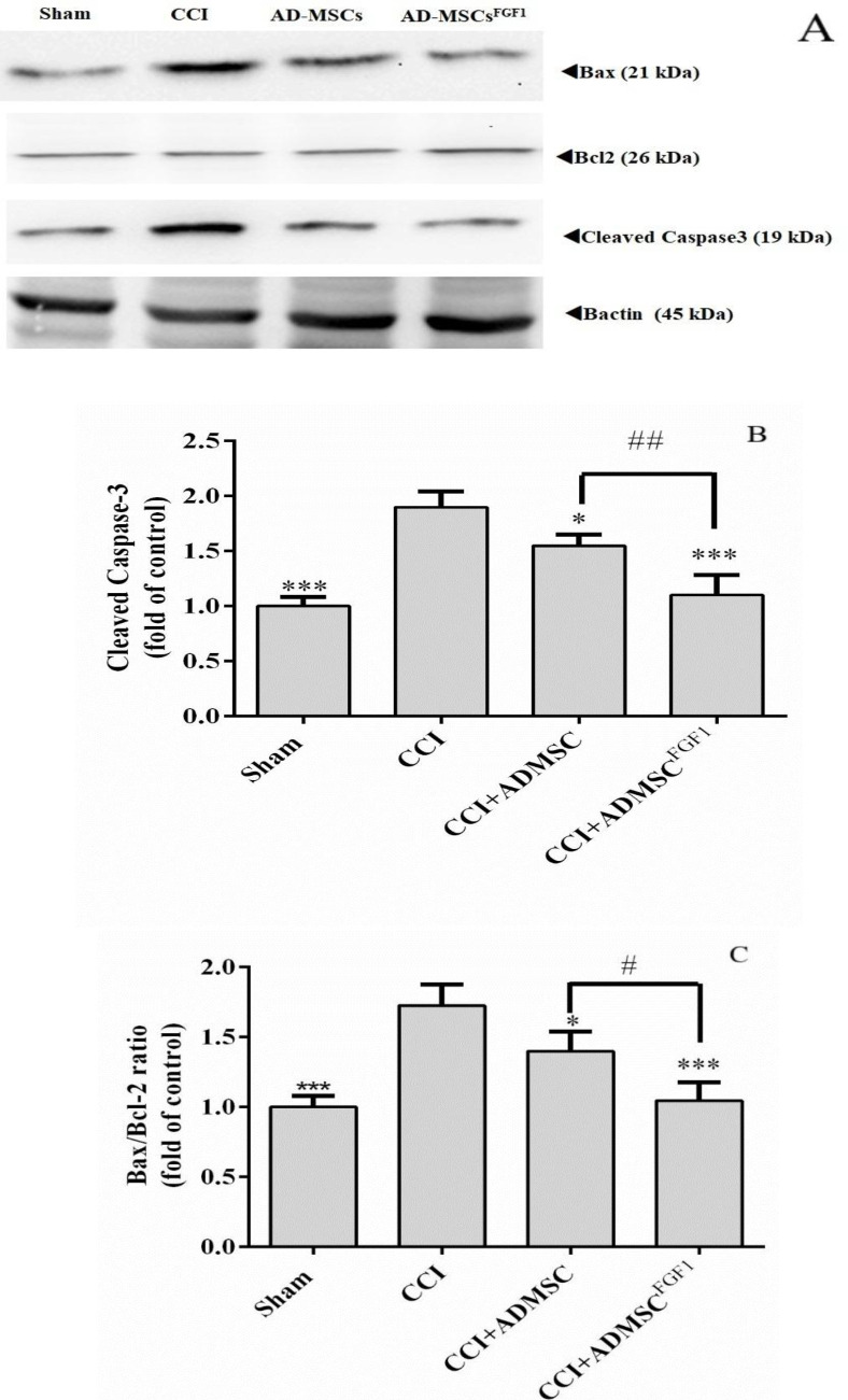 Effects of AD-MSCs and AD-MSCs FGF1 on apoptosis-related protein expressions in L4-L6 dorsal horn of spinal cord of CCI rats on day 3. (A) Representative images of pro-apoptotic (Cleaved Caspase-3 and Bax) and anti-apoptotic (Bcl-2) by western blotting. (B, C) the bar graphs show the relative protein expressions of cleaved caspase-3 and Bax/Bcl-2 ratio, respectively. 𝛽-actin is the loading protein control. Each value represents the mean ± SEM. *p < 0.05, ***p < 0.001 vs. CCI group; #p < 0.05, ##p < 0.01 vs. AD-MSCs group. (n = 6)