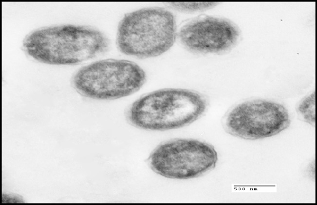 Transmission electron micrographs of S. thermophilus without addition of cadmium (control).