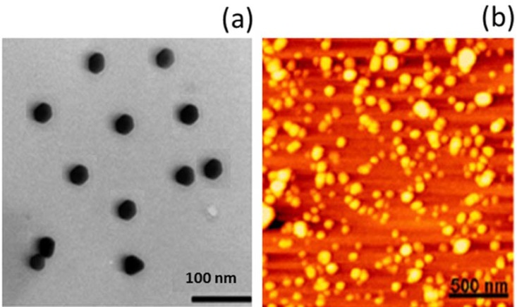 Morphology analysis of CRB nanoparticles; (A) transmission electron microscopy (TEM) images; (B) atomic force microscopy (AFM) images