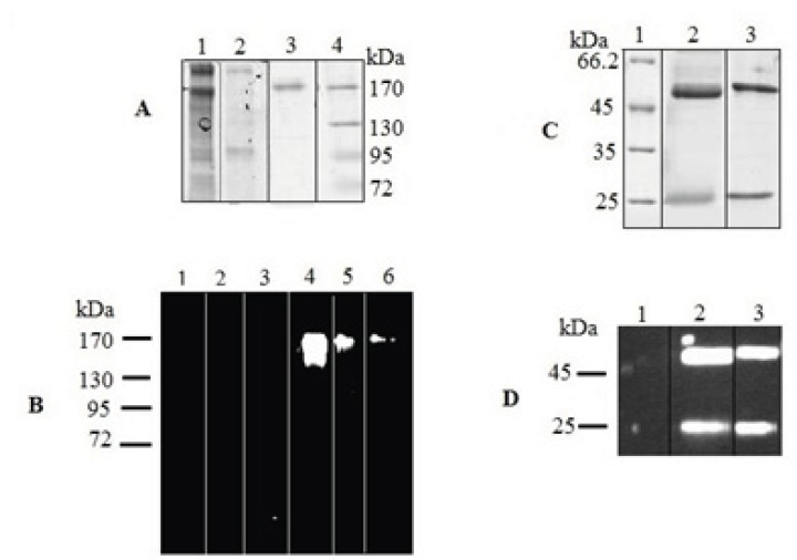 SDS–PAGE and Western blot analysis of expressed IgG4. The concentrated culture supernatant was separated on 8% resolving gel under non-reducing condition. Purified protein was analyzed under reducing condition on 12% resolving gel. The gels were stained with Coomasie Blue. In Western blot analysis, the blots were probed with a HRP-conjugated chicken Anti-Human IgG. Western blots were visualized by ECL. (A) Coomassie stained gel under non-reduced condition. Lane 1, supernatant of rSp2.0 cells; lane 2, supernatant of untransfected Sp2.0 cells; lane 3, positive control; lane 4, marker (B) Western blot analysis under non-reduced condition. Lane 1, marker; lane 2, supernatant of untransfected Sp2.0 cells (30 µg/mL); lane 3, supernatant of untransfected Sp2.0 cells (10 µg/mL); lane 4, supernatant of rSp2.0 cells (30 µg/mL); lane 5, supernatant of rSp2.0 cells (10 µg/mL); lane 6, positive control (C) Coomassie stained gel under reduced condition. Lane 1, marker; lane 2, purified IgG4, lane 3, positive control (D) Western blot analysis under reduced condition. Lane 1, marker; lane 2, purified IgG4, lane 3, positive control.
