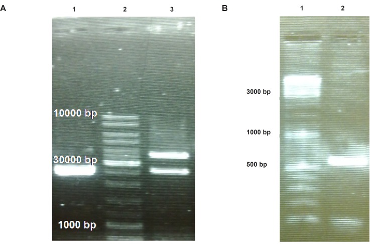 Confirmation of “35S promoter-TR inserted-CaMV polyA fragment” cloning into pGreen-0179 plasmid using electrophoresis on 2% Agarose gel. Panel (A) represents separation of the pGreen-0179 backbone (2495 bp) from the T-DNA region of the empty (2648 bp) and TRAIL contained (3860 bp) pGreen-0179 vector via BglII enzyme digestion: The empty pGreen-0179 (lane 1), DNA Ladder (lane 2), pGreen-TRAIL (lane 3). Panel (B) represents TRAIL specific PCR using F3R5 primers on TRAIL cloned pGreen-0179 vectors (lane 2) and DNA ladder (lane 1).