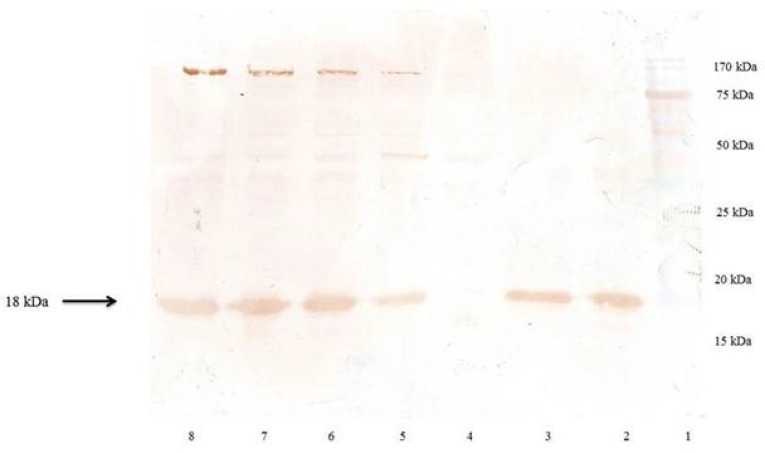 Western blot analysis of the rhINF-β. Lane 1: Chromatine prestained protein ladder (SinaClon, Tehran, Iran), Lane 2: rhINF-β as positive control (ZiferonTM, Zist Daru Danesh, Tehran, Iran), Lane 3: rhINF-β as positive control (Betaseron®, Bayer HealthCare, Germany), Cell lysates were analyzed before IPTG addition (Lane 4) and 1-4 h after addition of 0.2 mM IPTG (Lanes 5-8). The additional band with molecular weight of 18 kDa in periplasmic fraction after induction corresponds to rhINF-β. The arrow indicates position of rhINF-β