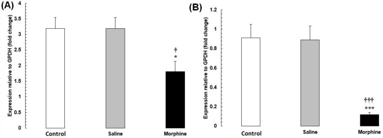(A) CREM and (B) TBP mRNA expression in testis tissues from male rats addicted to morphine. The mRNA amounts were evaluated by a quantitative real-time reverse-transcription polymerase chain reaction. Data are the mean ± SEM (n = 10 for each group). Glyceraldehyde-3-phosphate dehydrogenase was used as an internal control. *P < 0.05 and ***P < 0.001, morphine group vs. saline and control groups
