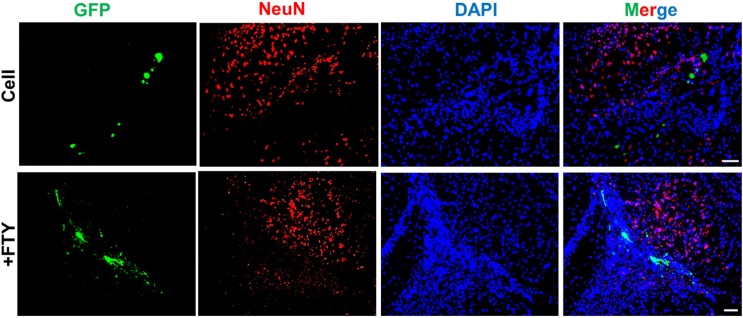 Evaluation of the effect of fingolimod on transplanted neural progenitor (NP) differentiation to neurons. No remarkable NeuN+/GFP+ cells were observed at dpt 7. +FTY: Animals that received fingolimod and NPs. Scale bar: 50 µm. GFP: Green fluorescence protein (reporter gene); DAPI: Nuclei stain; NeuN: Neuronal marker; dpt: Day post-transplantation. n = 3