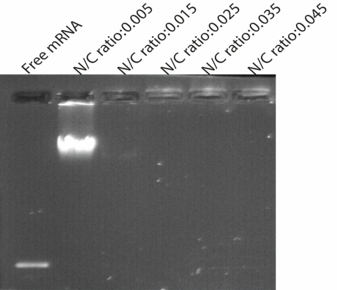 Gel retardation assays. Electrophoretic migration of GFP mRNA complexed with PEI/PLGA at varying N/P ratios ranging from 0.005 to 0.045. Complexes were prepared by mixing 4 μg of synthetic GFP mRNA with different amount of PEI according to the desired ratio. Lane 1 (left) un-complexed synthetic mRNA, lane 2-6 represented GFP mRNA complexed with PEI/PLGA at varying N/P ratios ranging from 0.005 to 0.045. As shown in Figure N/P ratio 0.025 and more than 0.025 were sufficient to totally condense the mRNA, as no free mRNA migrated into the gel. Experiments have been done three times