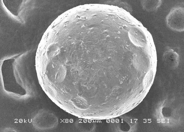 SEM photograph of Rifampicin loaded bead (F-4) at 80x