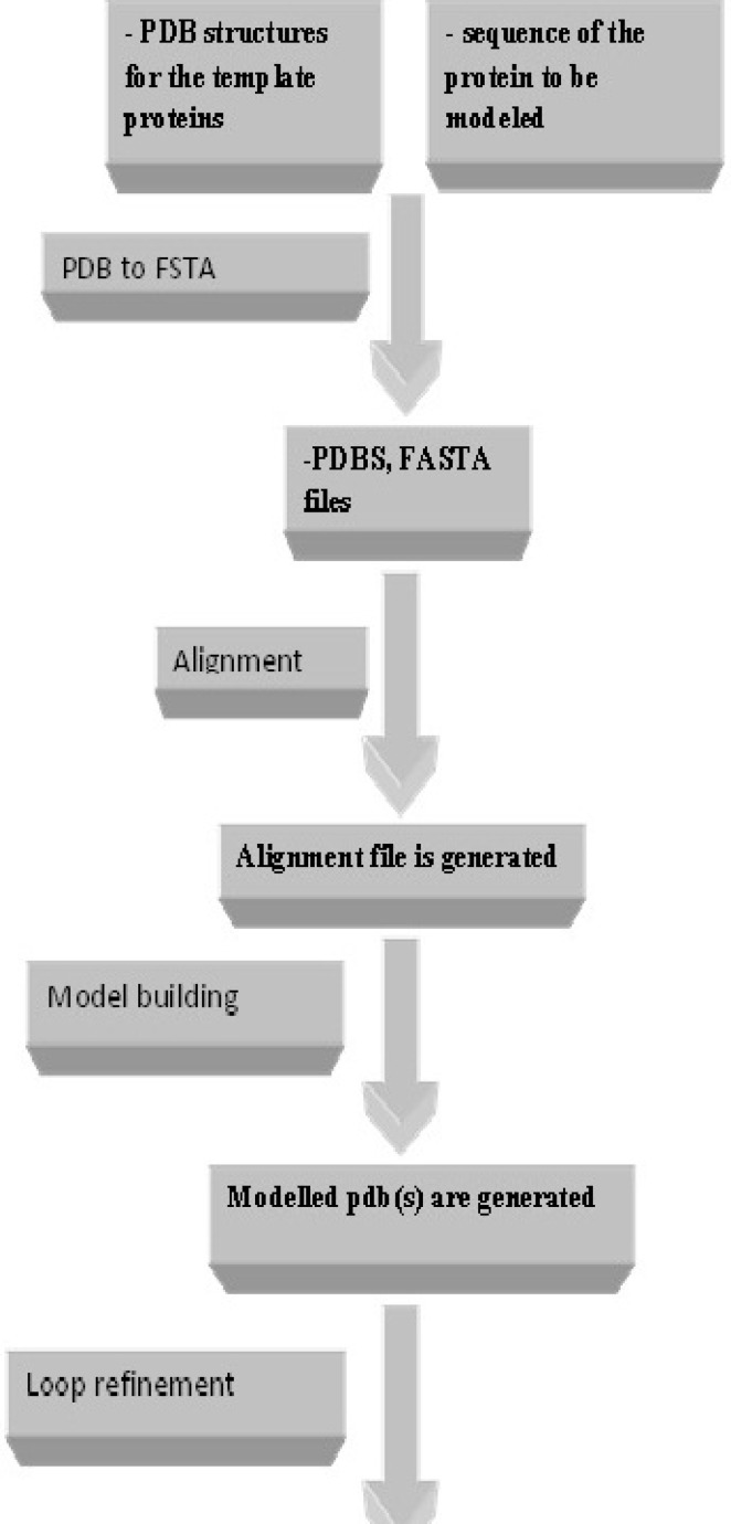 Successive steps of homology modeling using Modelface.
